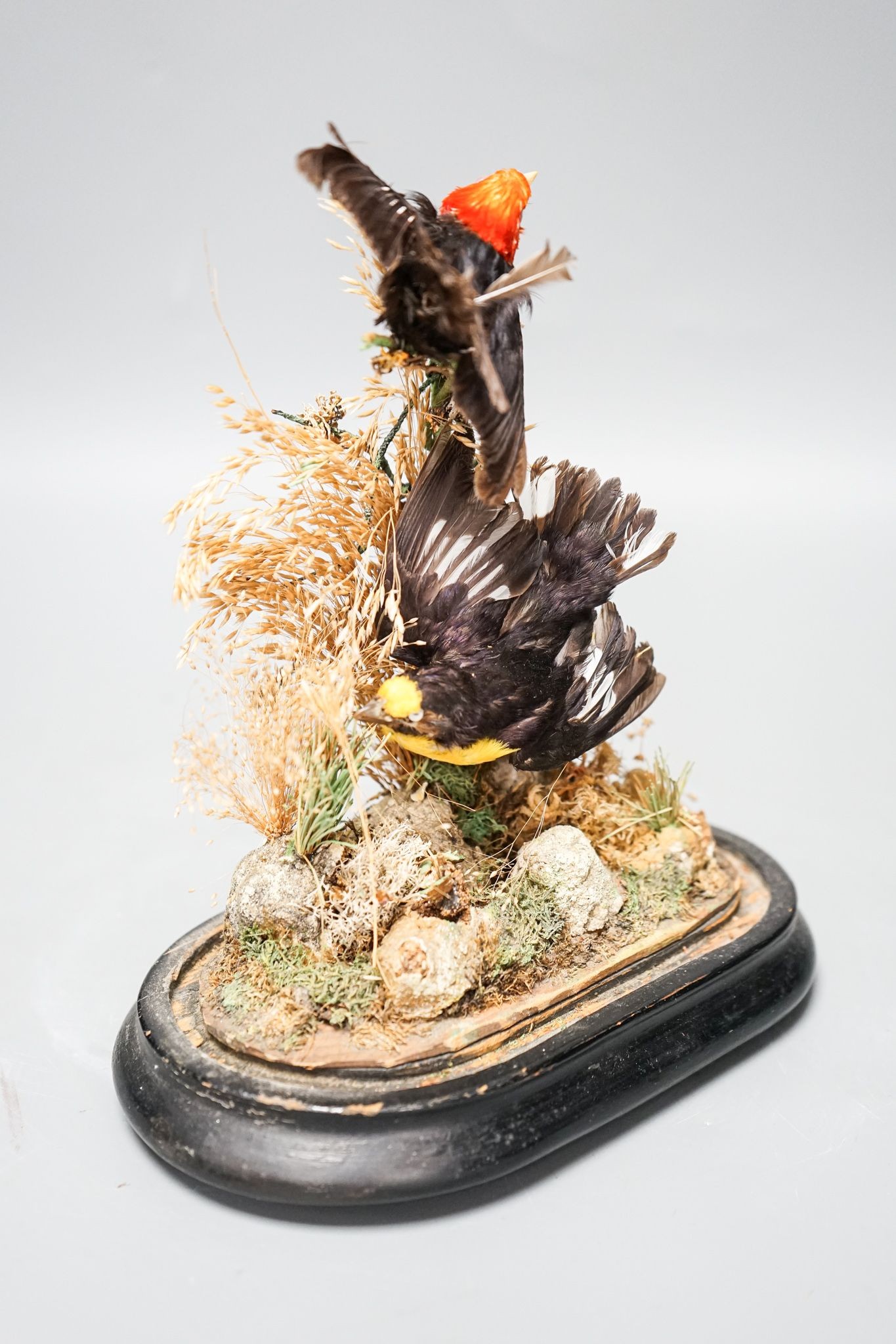 A Victorian Taxidermic study of a manakin and an oreole, labelled for Ashmead and co., under a glass dome 29cm